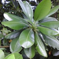 Ochrosia oppositifolia (Lam.) K.Schum.